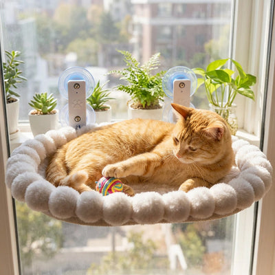 Hamac pour fenêtre rond en peluche claire, ventouses, chat roux couché près des plantes