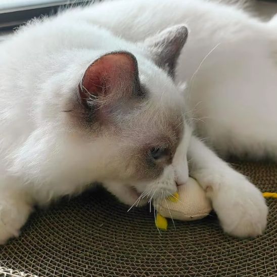 Souris en fausse fourrure pour chat avec ficelle, vue rapprochée du museau