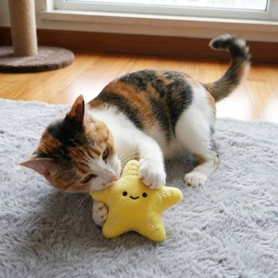 Jouet chat etoile de mer
