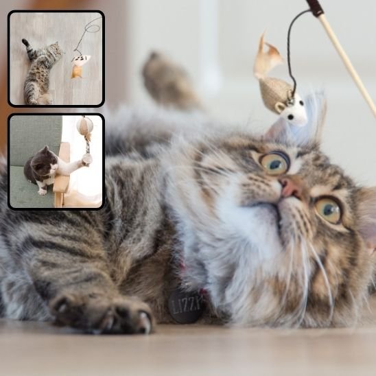 Jouet pour chat attractif