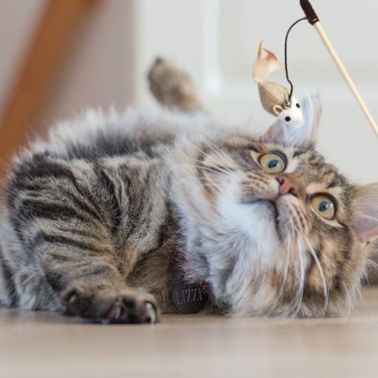 Jouet pour chat detente