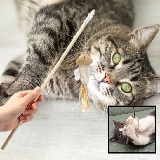 Jouet pour chat developper l'habilité