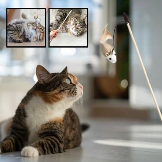 Jouet pour chat favise le jeux