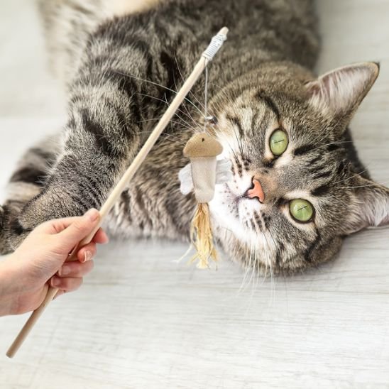 Jouet pour chat fish