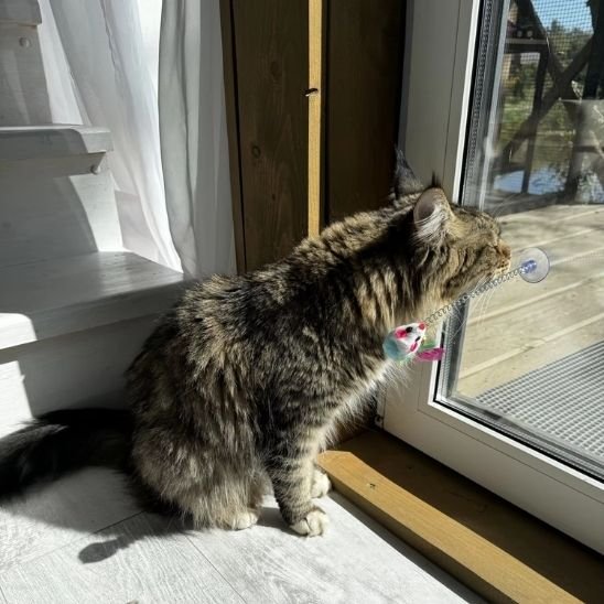 Jouet pour chat jeux de chasse