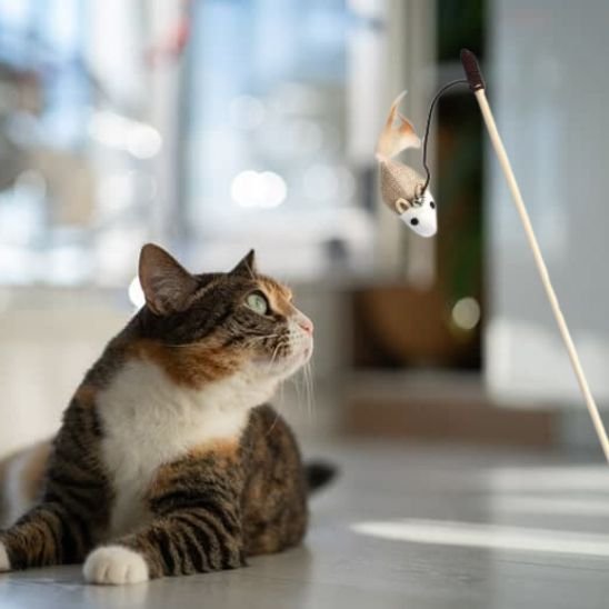 Jouet pour chat mouse