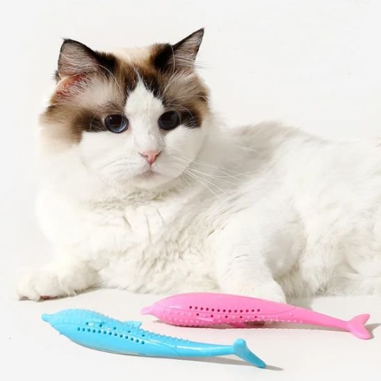 Jouet pour chat nettoyage dent