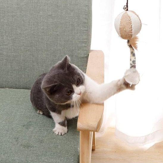 Jouet pour chat round cake