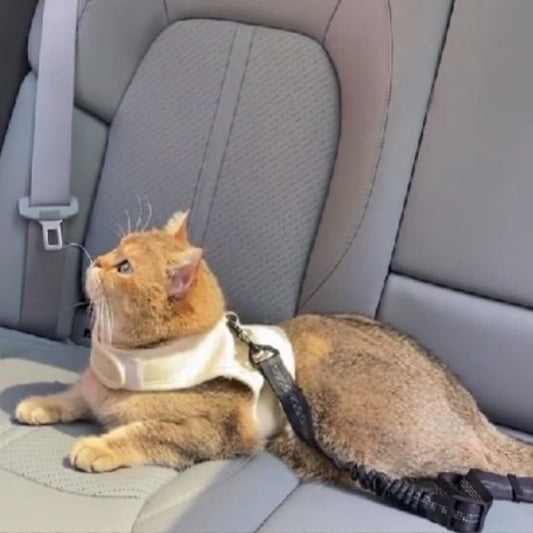 Laisse pour chat Attache sécurisée à la ceinture de sécurité