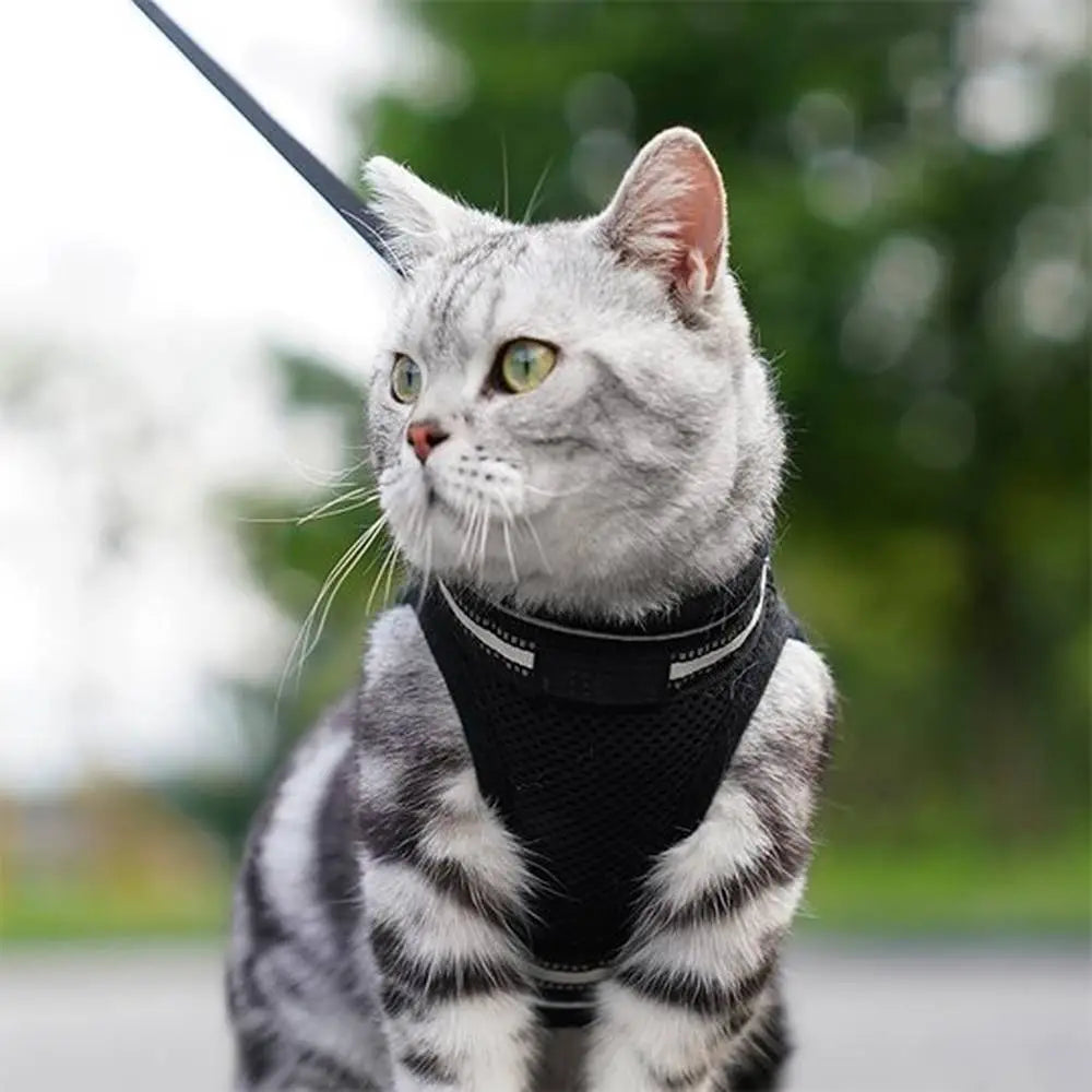 Harnais anti-fugue noir pour chat, avec sangle réglable et crochet d’attache