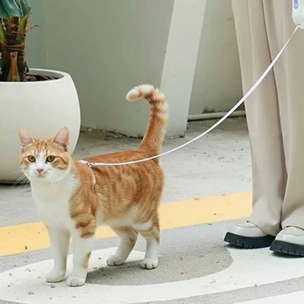 Laisse rétractable pour chat, corde blanche reliée au chat roux.
