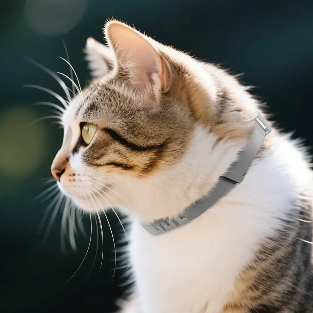 Collier anti-stress pour chat, tour de cou gris avec attaches à fermeture et pastilles.