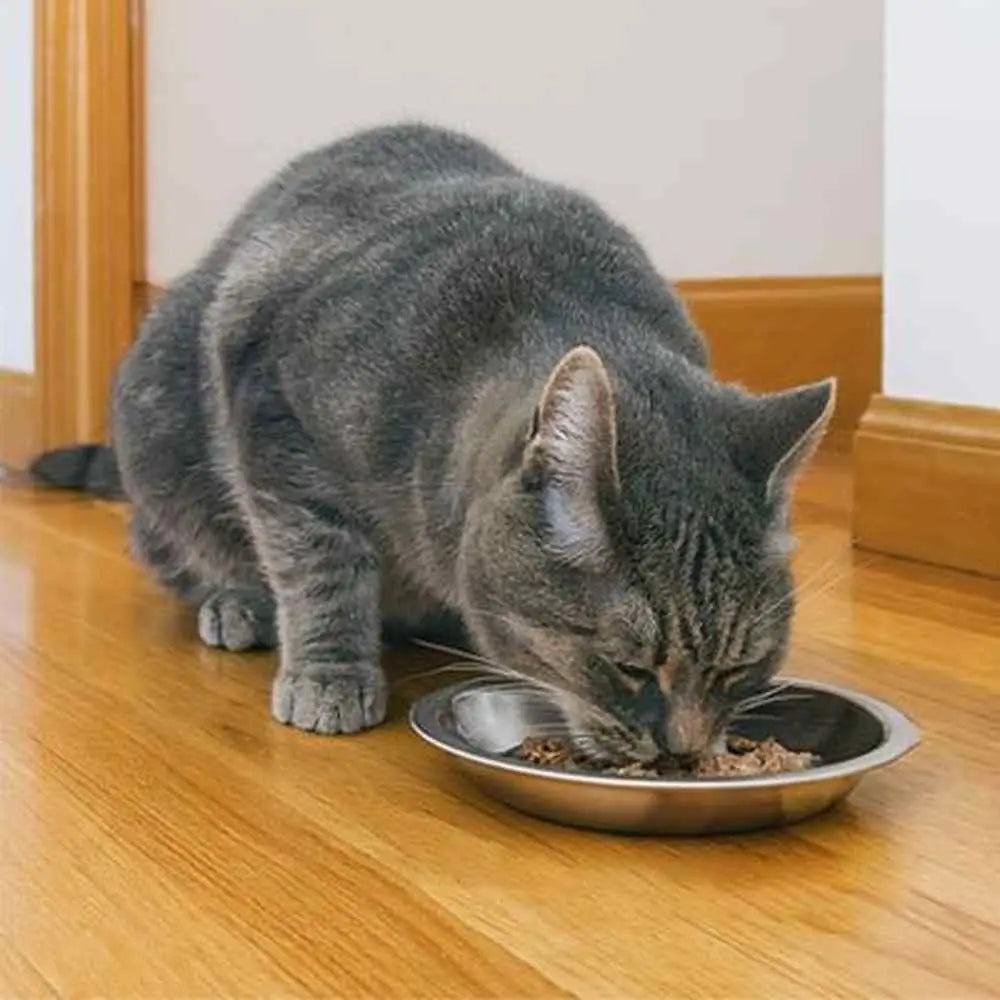 Gamelle chaton en métal antidérapante, croquettes, chat gris en train de manger.