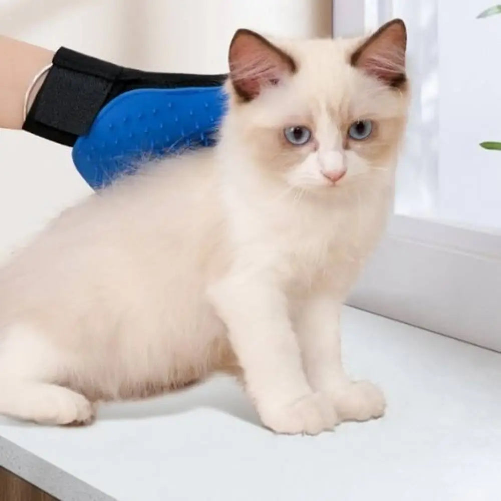 Gant-brosse pour chat bleu à picots silicone, sangle noire, sur chat blanc.