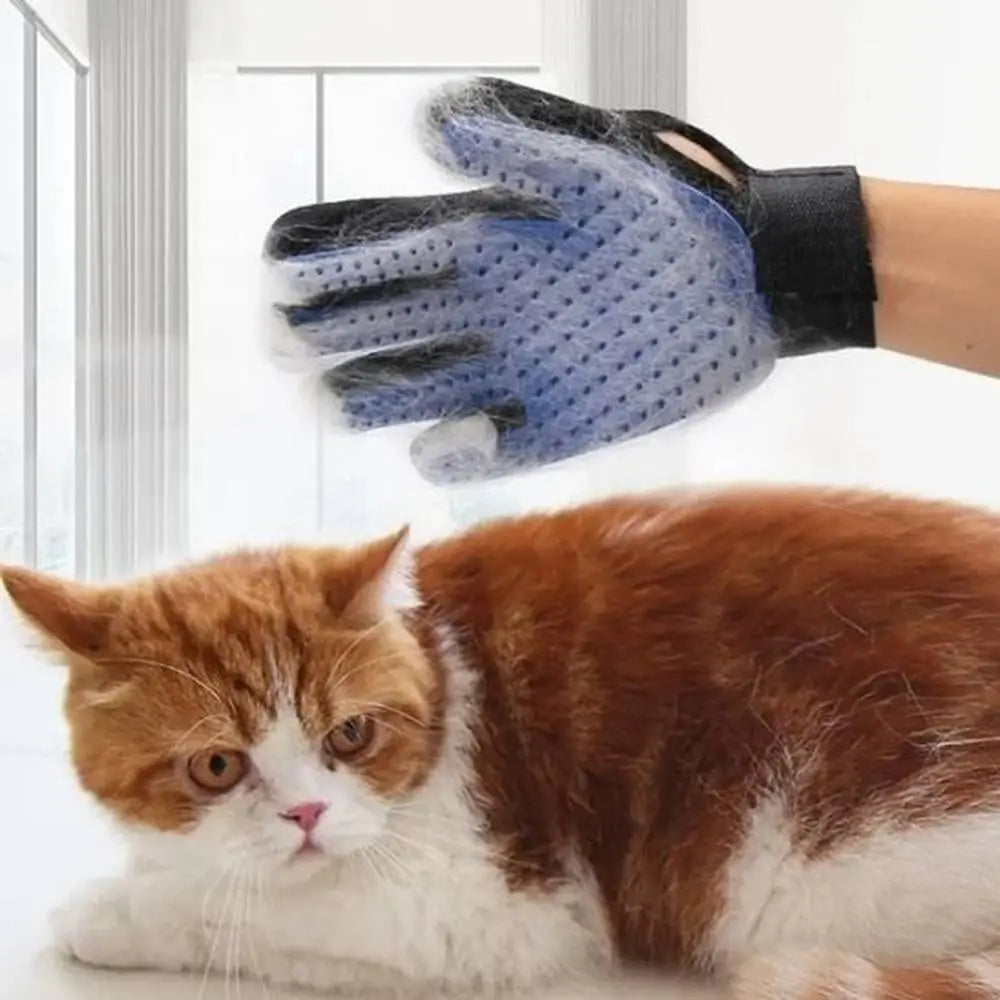 Gant-brosse pour chat bleu à picots silicone, brossage d’un chat roux, sangle noire.