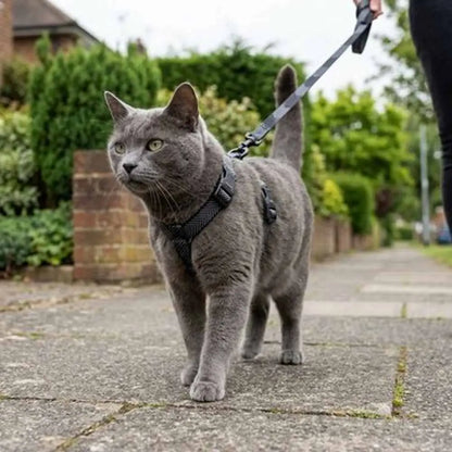 Harnais pour chat noir sur chat gris, avec sangles réglables et attache