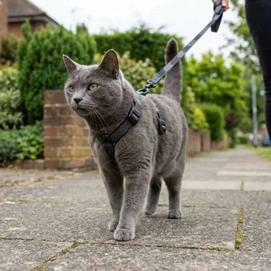 Harnais pour chat noir sur chat gris, avec sangles réglables et attache