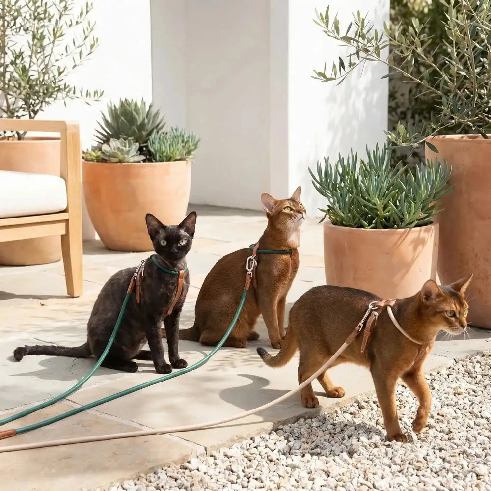 Harnais pour chat en cuir vert, sangles marron et laisse, vue sur trois chats