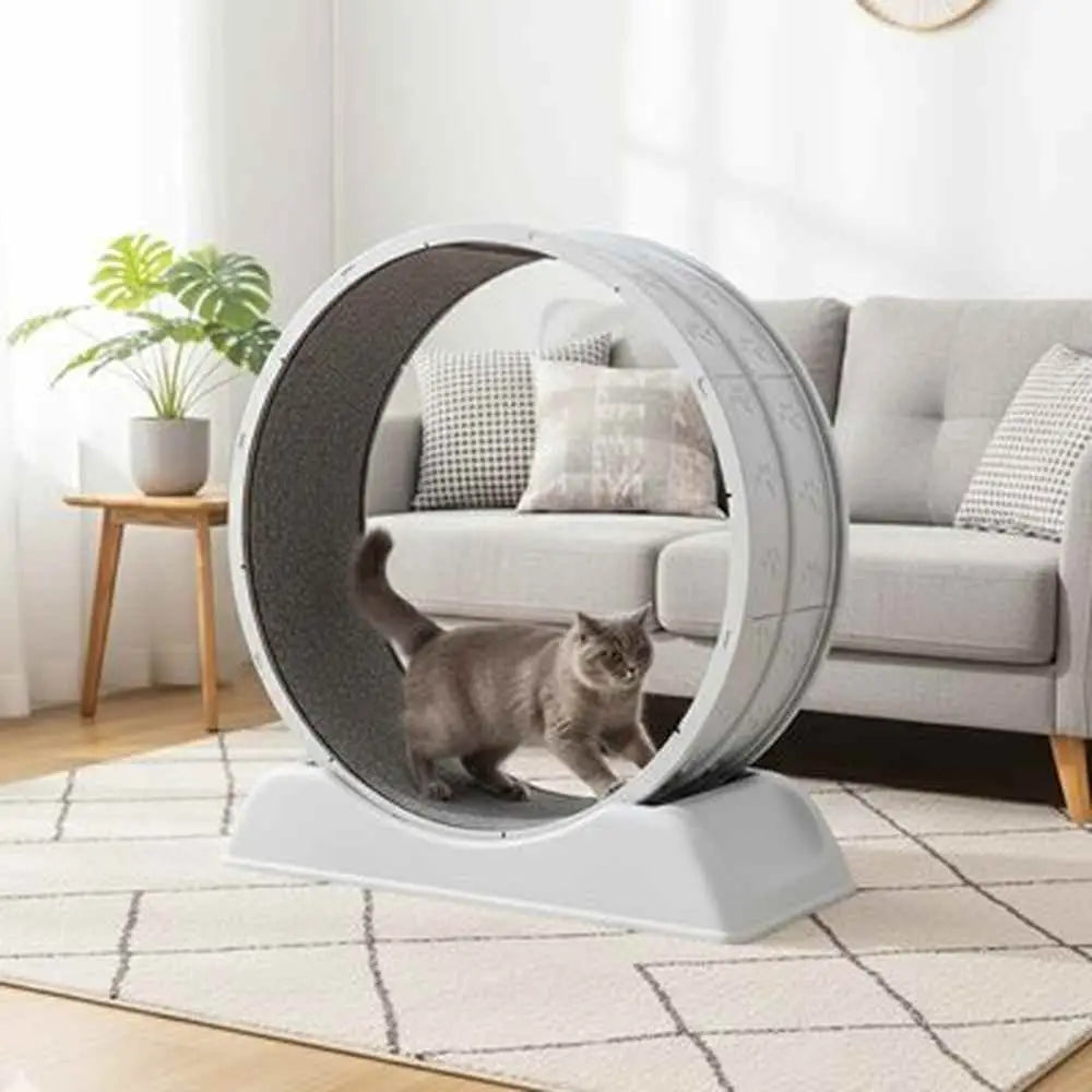Jeu interactif pour chat, tapis roulant à roue : chat gris entrant dans l’ouverture