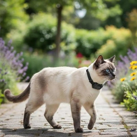 Collier GPS pour chat noir sur chat blanc tigré, vu de côté sur un chemin.