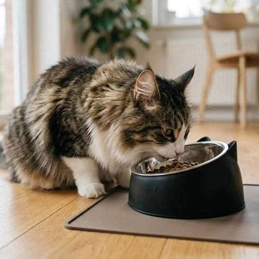 Gamelle pour chat noire avec bol inox, sur tapis
