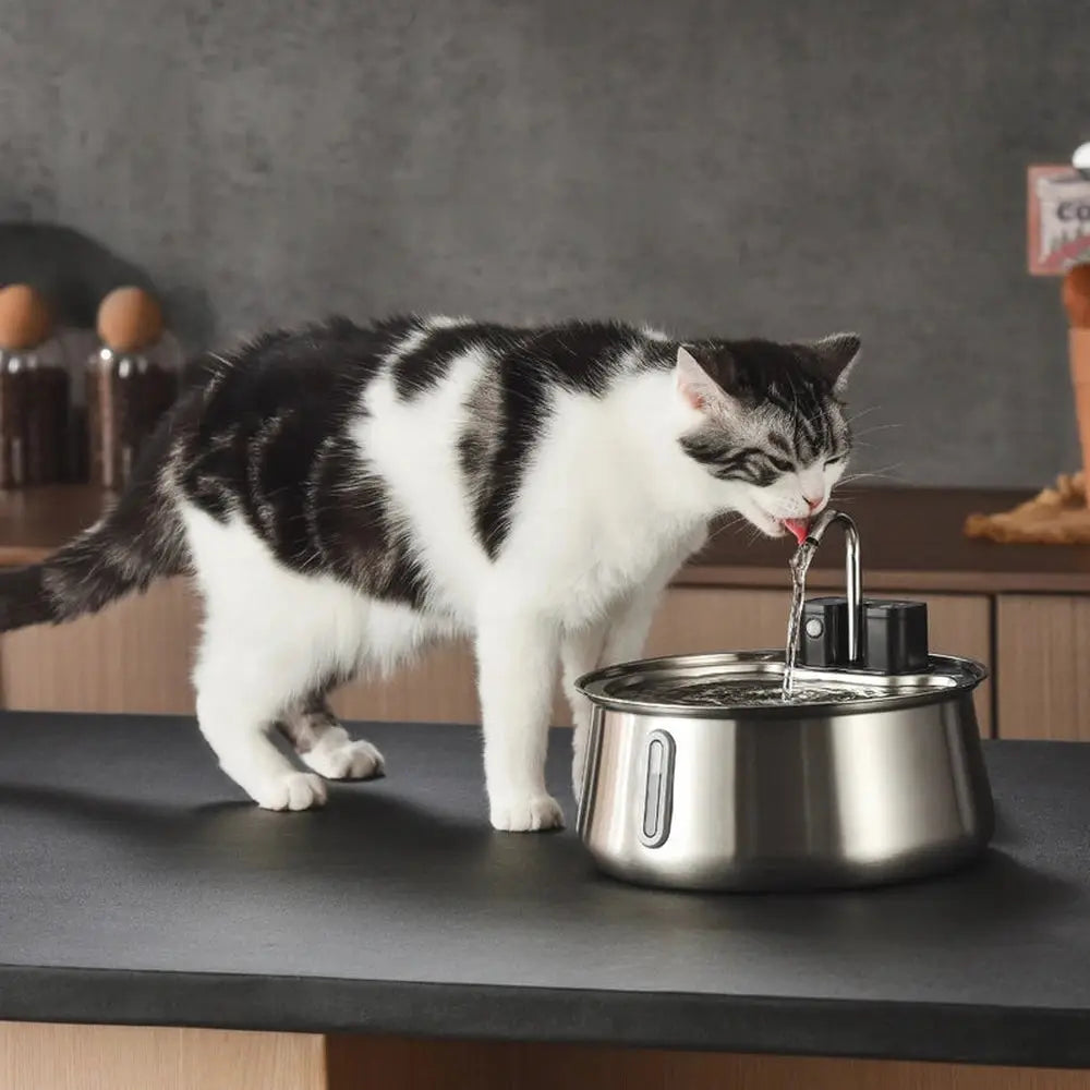 Fontaine à eau pour chat en inox, bol circulaire avec bec; chat boit