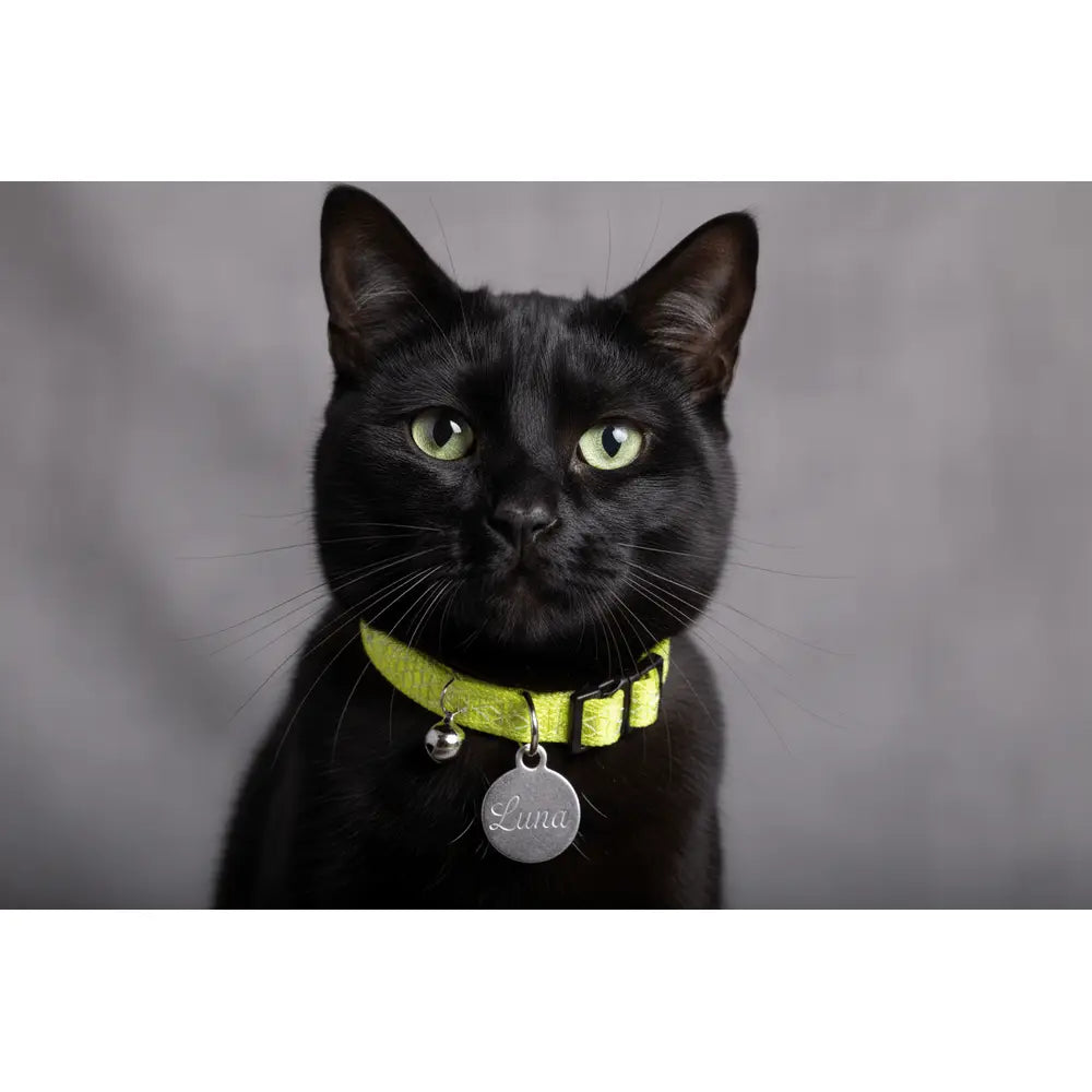 Collier chat réfléchissant vert avec clochette et plaque gravée