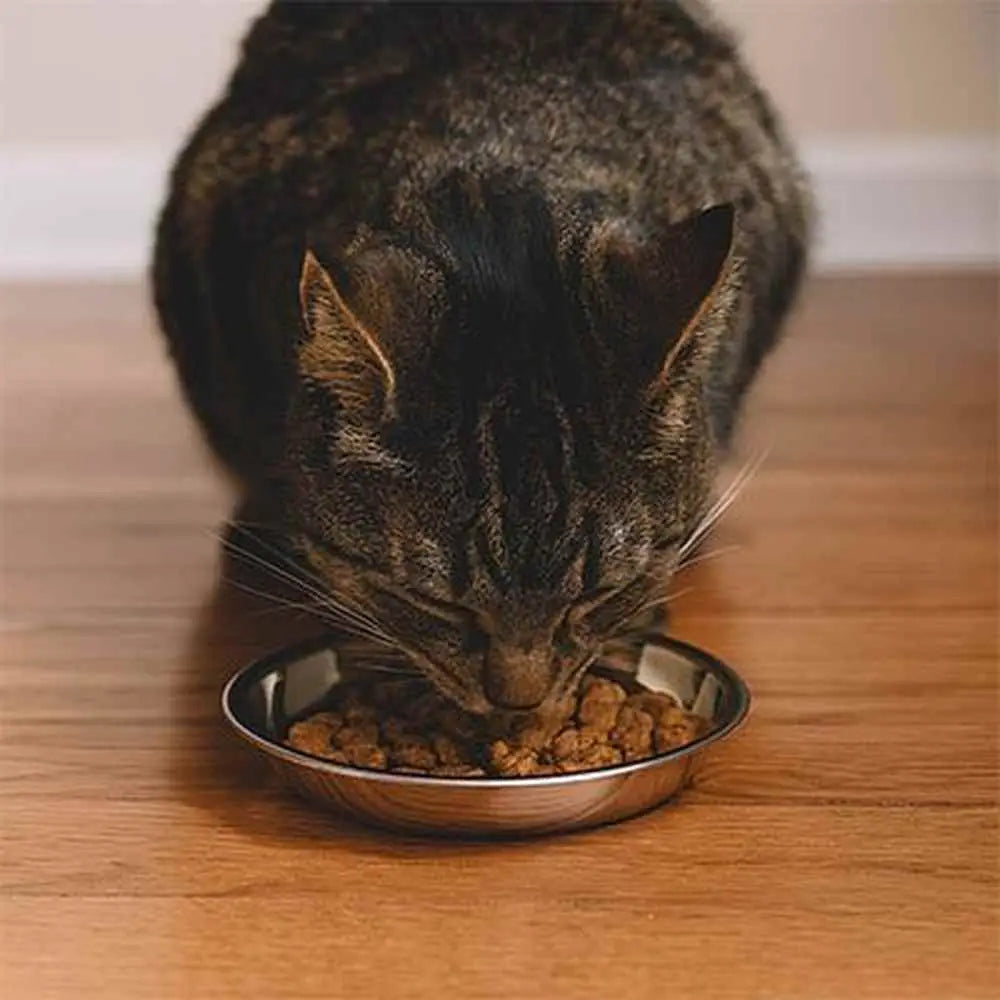 Gamelle chaton en métal antidérapante, croquettes, un chat mange.