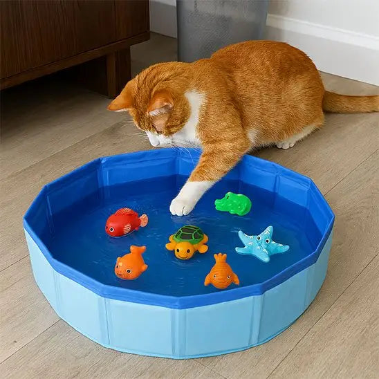Piscine ronde pour chat interactive bleue avec jouets poissons, chat roux reniflant