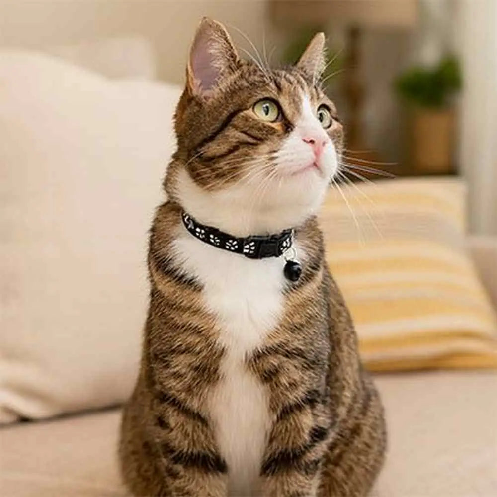 Collier pour chat noir à pattes blanches, fermoir réglable avec clochette noire
