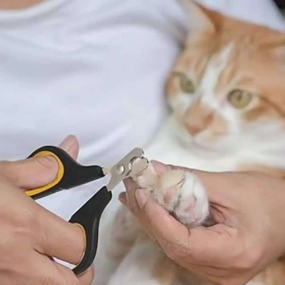 Coupe-griffes pour chat noir et jaune, en main près de la patte du chat