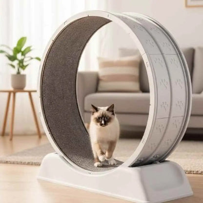 Jeu interactif pour chat, tapis roulant à roue : chat tigré dans la cabine ronde