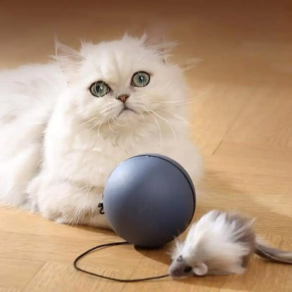 Balle motorisée intelligente pour chat, balle grise, chat blanc qui la regarde