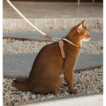 Harnais pour chat en cuir marron, laisse à mousqueton et boucles métalliques, chat roux