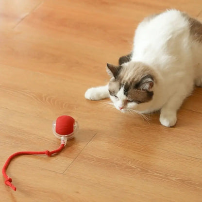 Balle interactive FélinJoy rouge sur corde, chat siamois près du jouet