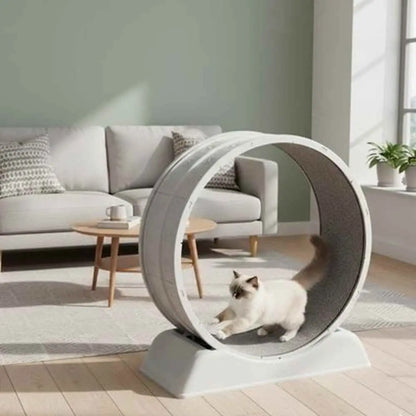 Jeu interactif pour chat, tapis roulant à roue : chat blanc dans la cabine ronde
