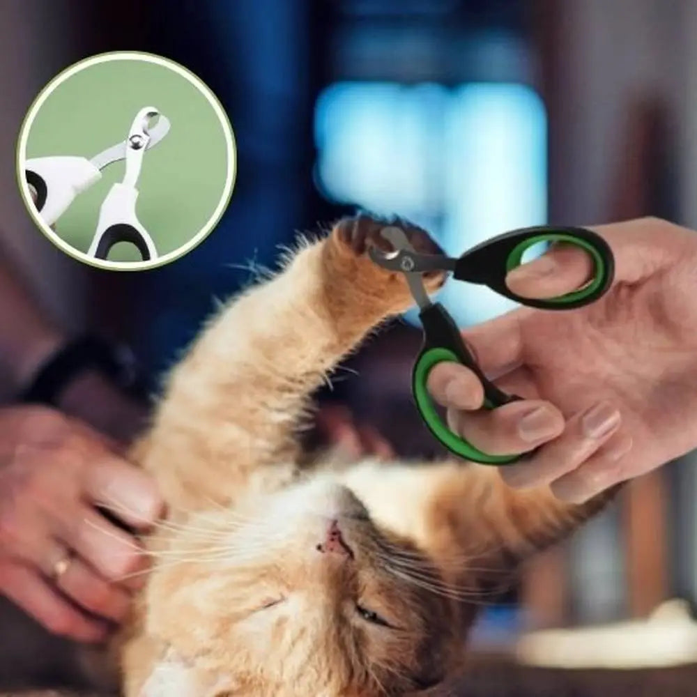 Coupe-griffes pour chat vert, lame métallique action près de la patte d’un chat