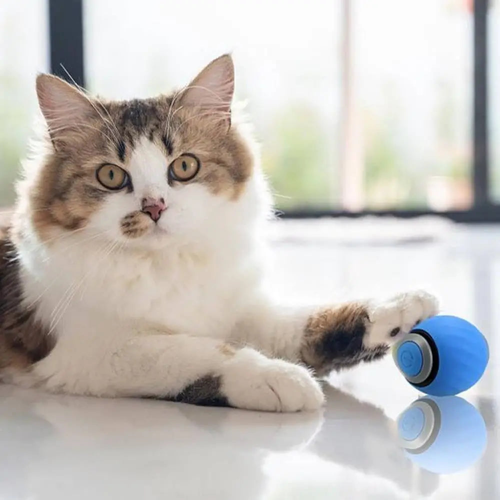 Jouet interactif pour chat: balle bleue avec tête grise, sur coussin blanc