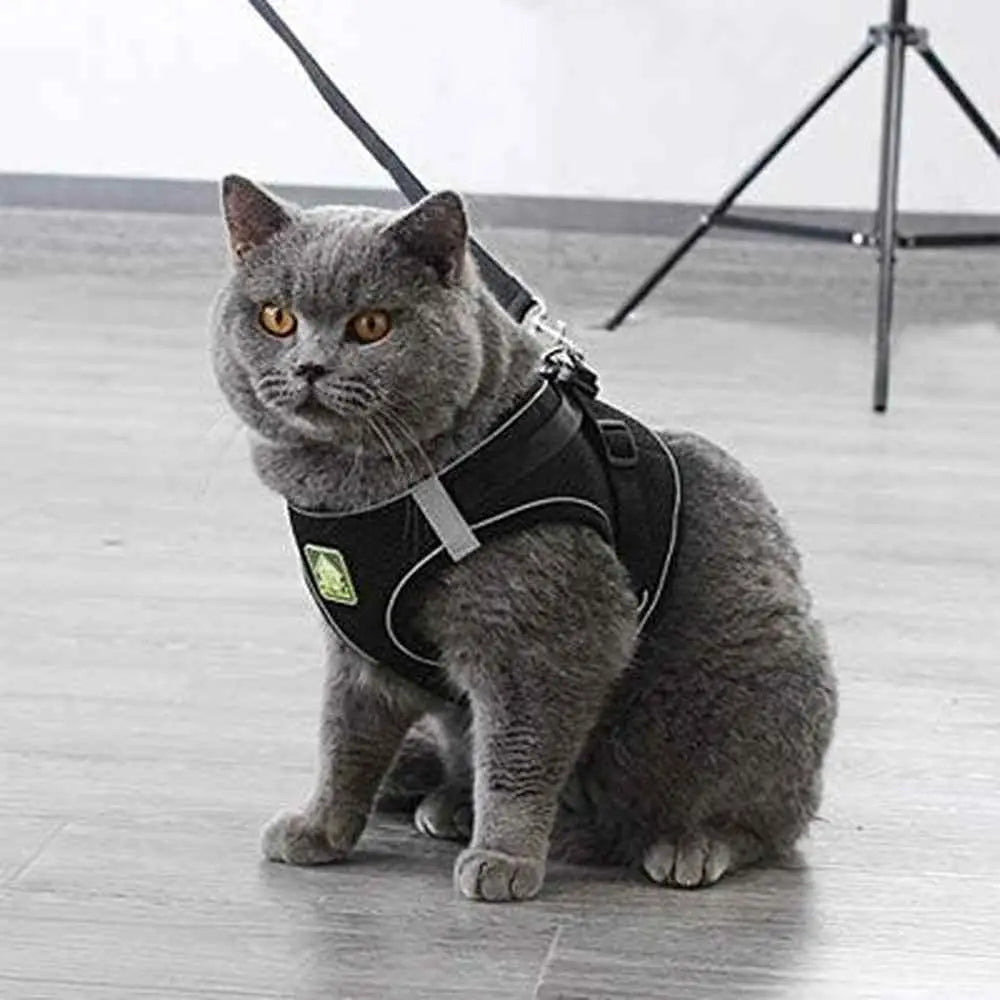 Harnais pour chat noir, sangle réglable et attache avec anneau, tissu respirant