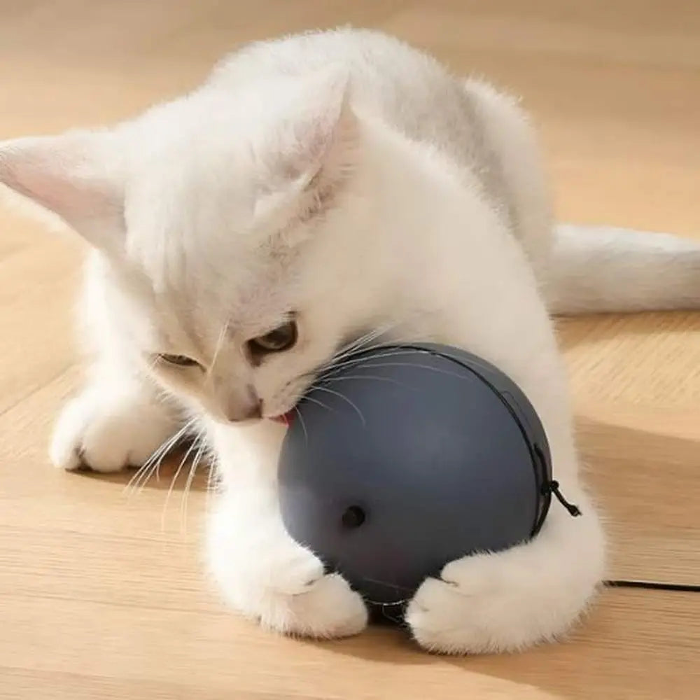 Balle motorisée intelligente pour chat : balle grise sur le sol, chat blanc à côté