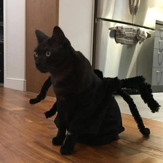 Déguisement pour chat noir à pattes d’araignée en tissu duveteux.