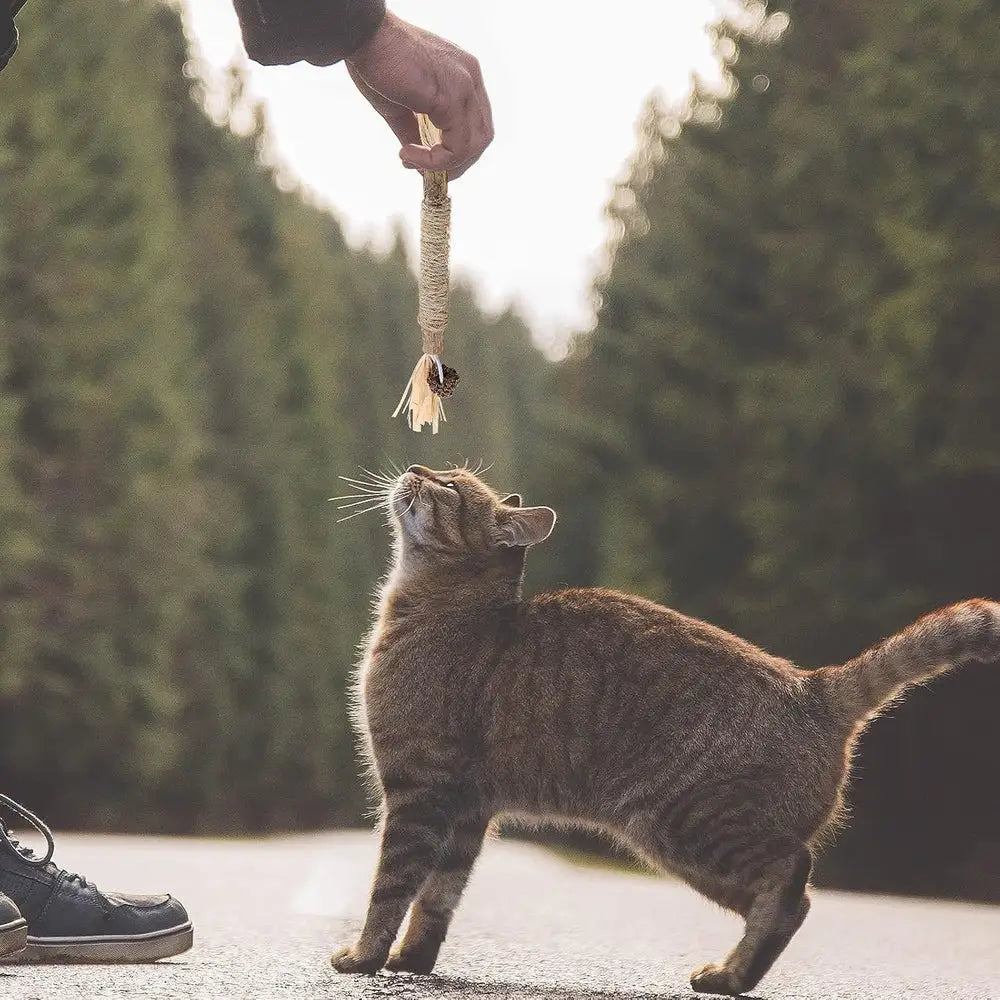 Bâton à mâcher PurrStick™ en corde beige avec pompons, joué par un chat dehors.