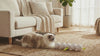 jouet-chat-interactif