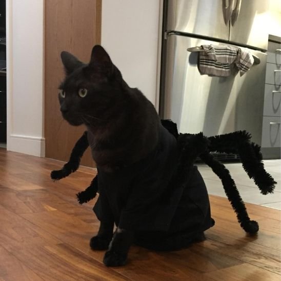 Déguisement pour chat | StarFélin