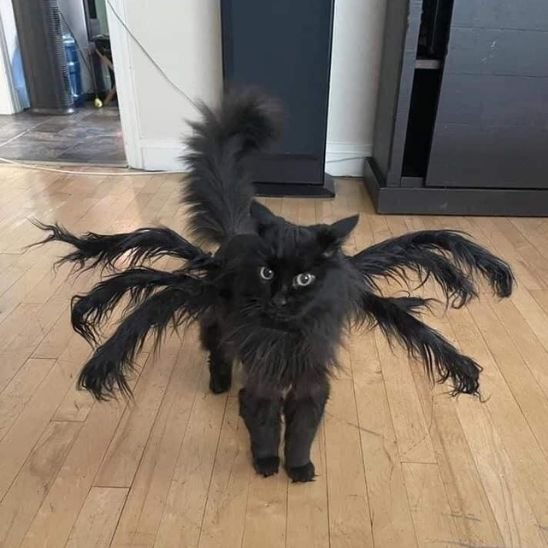 Déguisement pour chat | StarFélin