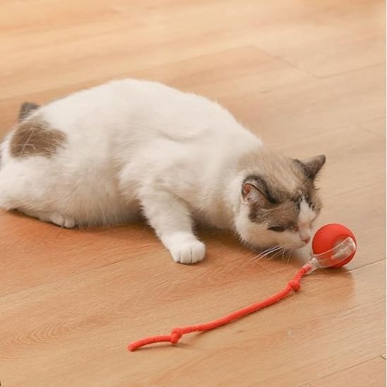 Jouet pour chat Interactif | stimulation - Universduchat