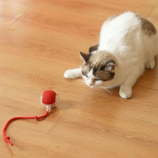 Jouet pour chat Interactif | stimulation - Universduchat