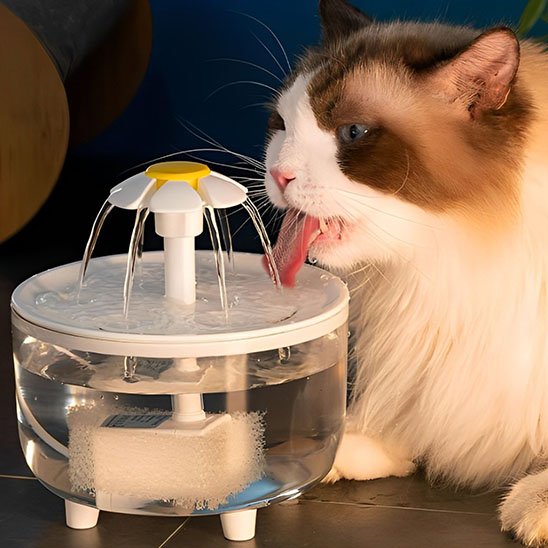 Fontaine à eau chat | Florale